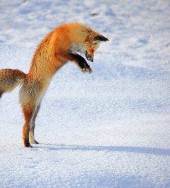 Fox-Jumping-in-the-snow-fox-39454961-962-644